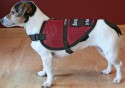 Tiny Dog Mesh Vest