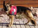 Service Dog Therapy Dog Cape Vest