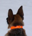 Highly Visible Orange Dog Collar